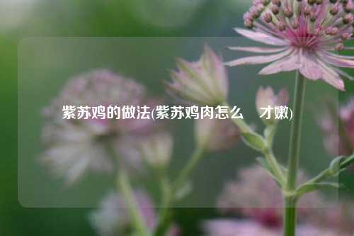 紫苏鸡的做法(紫苏鸡肉怎么炆才嫩)